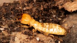 Pacifische nathouttermiet (Zootermopsis angusticollis)