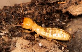 Pacifische nathouttermiet (Zootermopsis angusticollis)