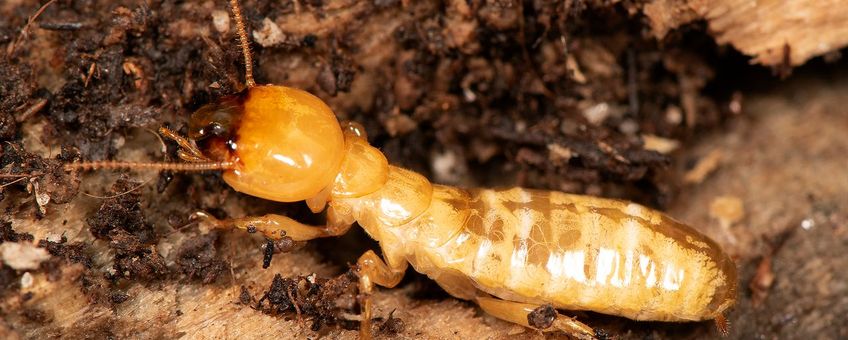 Pacifische nathouttermiet (Zootermopsis angusticollis)