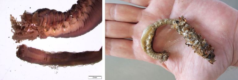 Links: de Reuzenschelpkokerworm in zijaanzicht (boven) versus de Schelpkokerworm in onderaanzicht (onder); rechts: Reuzenschelpkokerworm, geconserveerd exemplaar op de hand van de eerste auteur, Bruine Bank