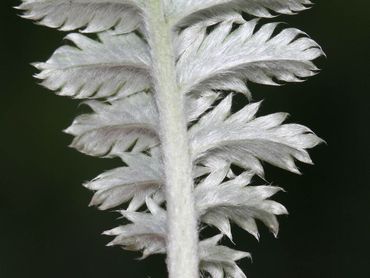 Zijdezachte achterkant van het blad van zilverschoon