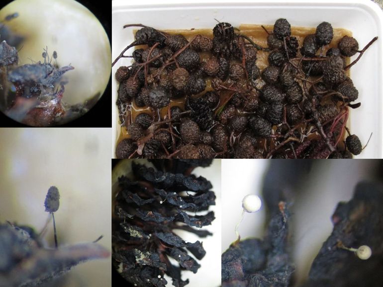 Kweekbakresultaat met elzenproppen. Bruin, links: Veelvormig kroeskopje, Comatricha rutilipedata, plusminus 1,5 millimeter hoog. Wit, rechts: Golfrandnetwatje, Arcyria marginoundulata, plusminus 1 millimeter hoog