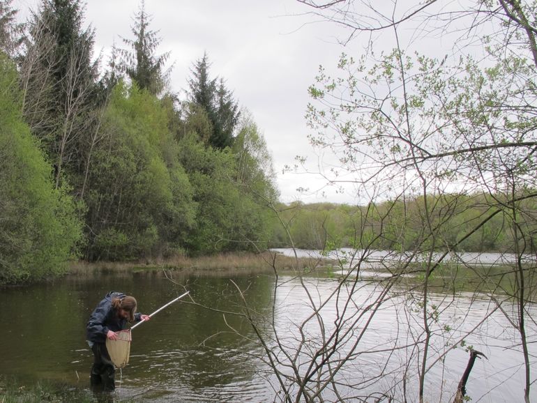 Onderzoekers op zoek naar padden