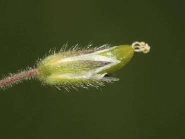 Vruchtjes zandhoornbloem