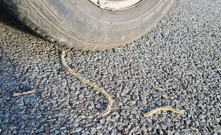 Uit de boom gewaaide eikenprocessierupsen op de weg