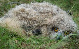 Staatsbosbeheer Eén van de oehoekuikens