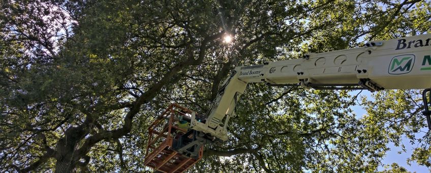 Feromoon aanbrengen hoog in de boom voor mate disruption experiment