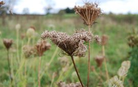Chris Braat FREE Nature Rijpe zaden van de Wilde peen in Vechterweerd bij Dalfsen