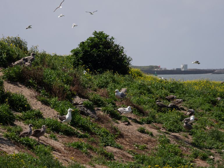 De hagedissen delen hun leefgebied op het eiland met duizenden meeuwen