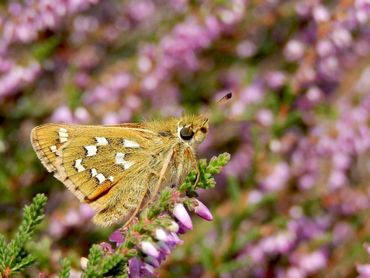 Kommavlinder op goed bloeiende struikheide