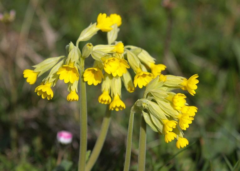 De inheemse gulden sleutelbloem is minstens zo mooi als de bonte caranavalsmix van primula's uit het tuincentrum