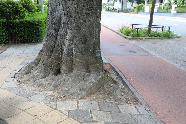 Boom ingeklemd tussen voetpad en fietspad