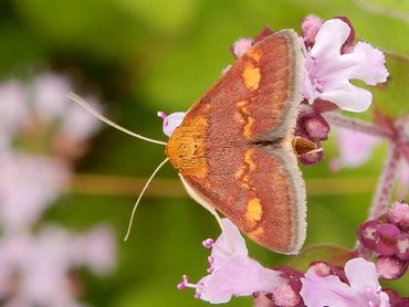 Het prachtige muntvlindertje kun je gewoon overdag tegenkomen in je tuin