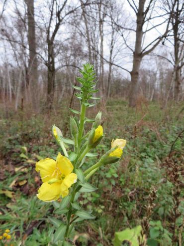 Ook Zandteunisbloem bloeide. Deze bloeit normaal tussen juni en september