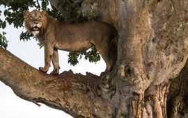 Een boomklimmende leeuw op een boomtak in Queen Elizabeth National Park.