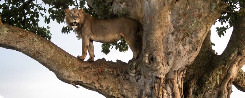 Een boomklimmende leeuw op een boomtak in Queen Elizabeth National Park.
