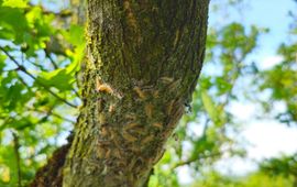 Nestvorming eikenprocessierupsen