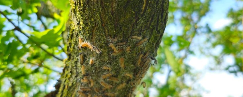 Nestvorming eikenprocessierupsen