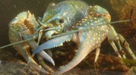 Rode Amerikaanse rivierkreeft, blauwe kleurvorm.