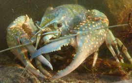 Rode Amerikaanse rivierkreeft, blauwe kleurvorm.