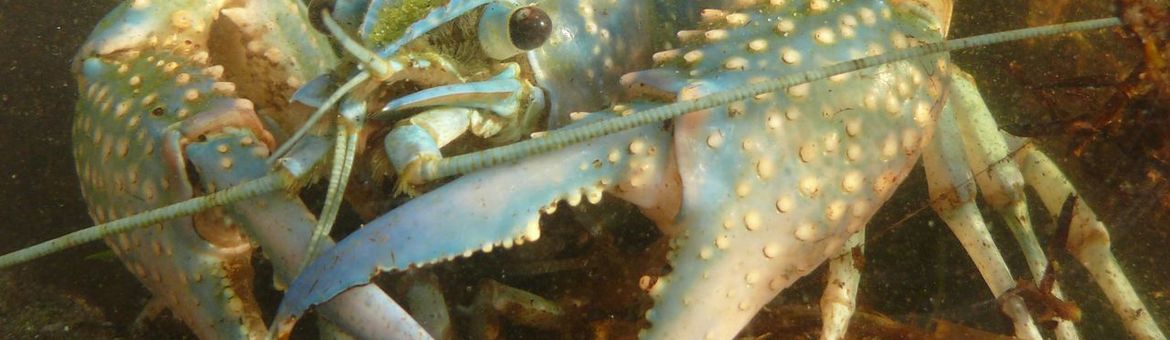 Rode Amerikaanse rivierkreeft, blauwe kleurvorm.