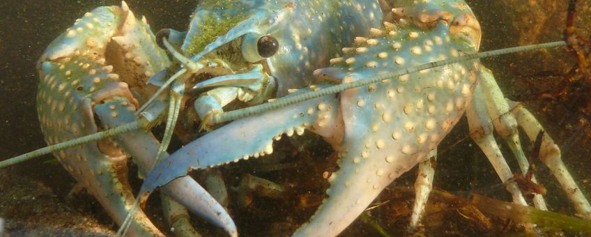 Rode Amerikaanse rivierkreeft, blauwe kleurvorm.