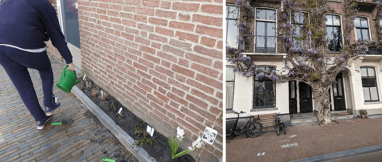 De start is er: ons geveltuintje in wording (links). Of ons geveltuintje ooit een prijs gaat winnen, zoals de geveltuin aan de Amstel in Amsterdam (rechts), is zeer de vraag. Tegen een 120 jaar oude blauweregen kunnen we niet op, maar goed voor onze plantjes zorgen helpt zeker!