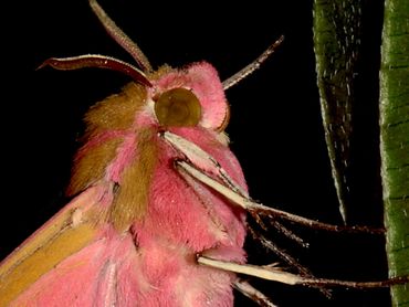 Het groot avondrood heeft grote lenzen in de ogen die ultraviolet, geel en blauw kunnen detecteren