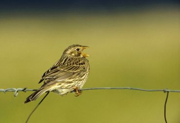 De grauwe gors is bijna overal in Nederland en Belgie verdwenen