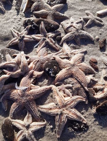 Zeesterren kunnen soms in grote aantallen aanspoelen op het strand