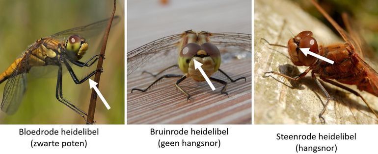 De drie algemene heidelibellen