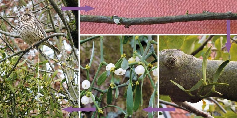 Levenscyclus Maretak met de klok mee vanaf rechtsboven: Kiemplantje; één jaar oude Maretak; oudere Maretak met bloeiwijzen en witte bessen; Grote lijster die vogellijm poept