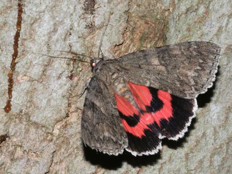 Het rood weeskind is een grote nachtvlinder