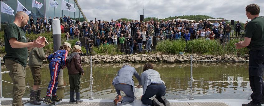 Steuren uitzetten in De Biesbosch