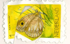 KNNV Illustratie van kleine heivlinder - beschadigd