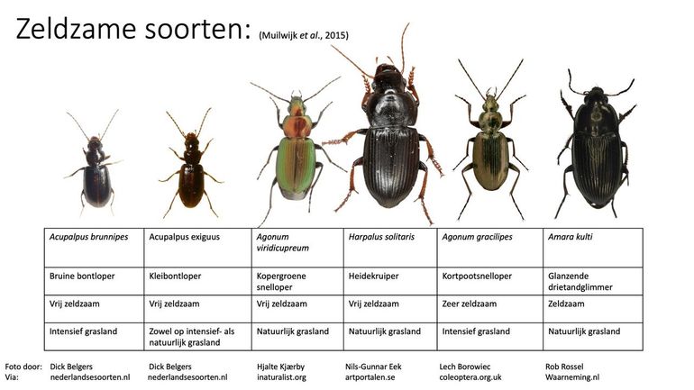 Aangetroffen zeldzame loopkevers in de Drentse opgroeigebieden voor wulpen