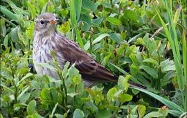 Scops waterpieper, wikipedia, GNU-licentie voor vrije documentatie