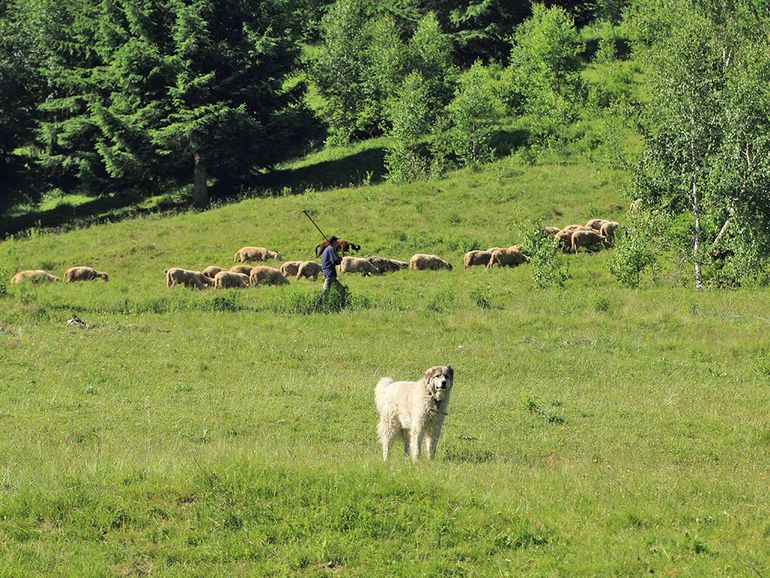 Schaapskudde met herder en hond in Roemenië