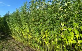 Hennep, Cannabis sativa