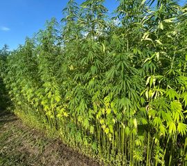 Hennep, Cannabis sativa