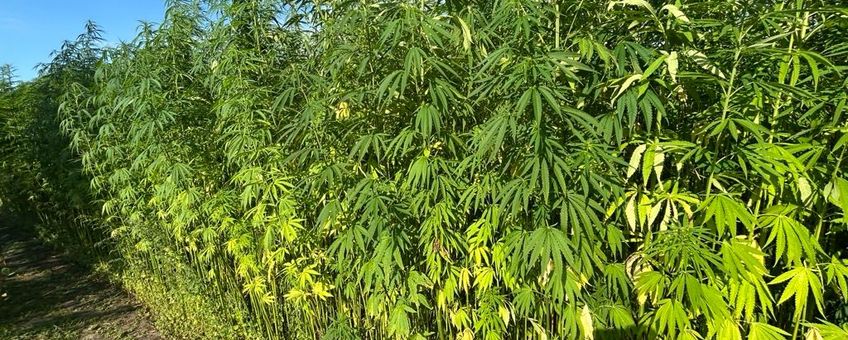 Hennep, Cannabis sativa