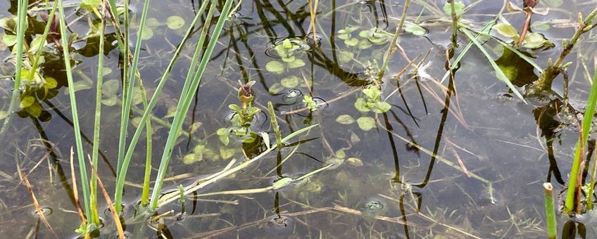 Watercrassula Zeepe