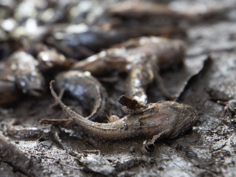Dode rivierdonderpad in drooggevallen beek
