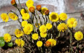 Tussilago farfara, Klein hoefblad