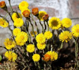 Tussilago farfara, Klein hoefblad
