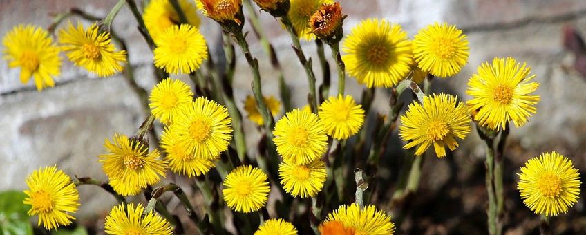 Tussilago farfara, Klein hoefblad