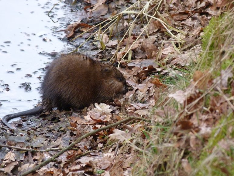 Muskusrat