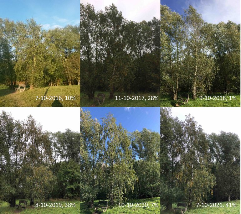 Verschil in mate van bladverkleuring van een berk in de Lumentuin op de campus van Wageningen University rond begin oktober in de jaren 2016 tot en met 2021. Voor deze boom is ook iedere keer een schatting gemaakt van het percentage verkleurde bladeren. In tegenstelling tot veel andere bomen is deze berk in 2021 wel later dan andere jaren