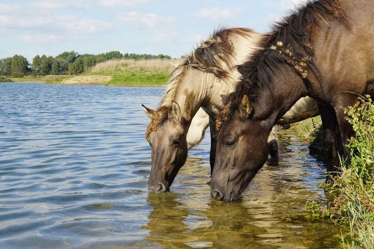 Konikpaarden in Millingerwaard