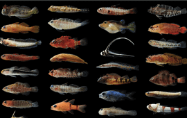 Fish species found using FARMS.